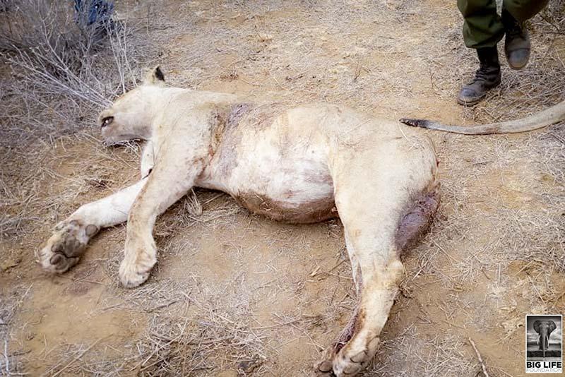 dead lions slow horses