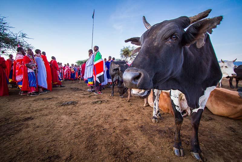 190911 Maasai and their livestock