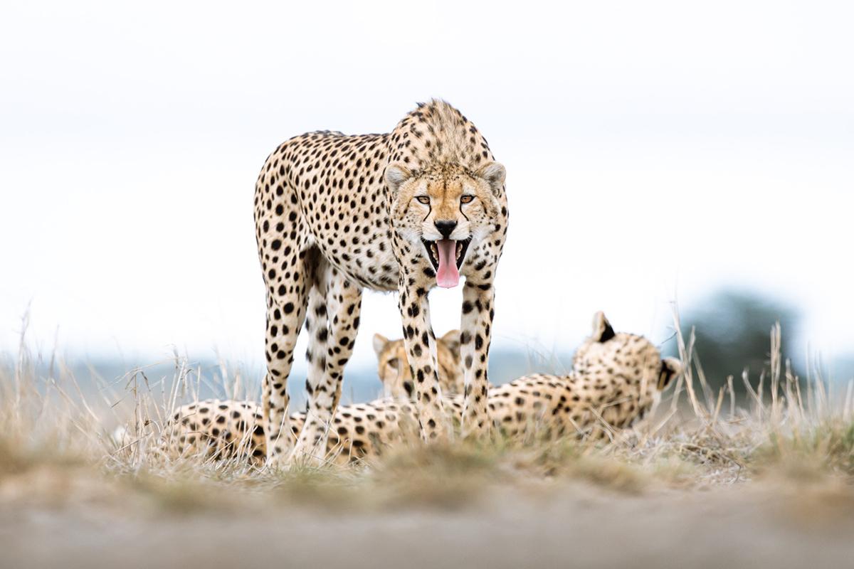 antelope running from cheetah