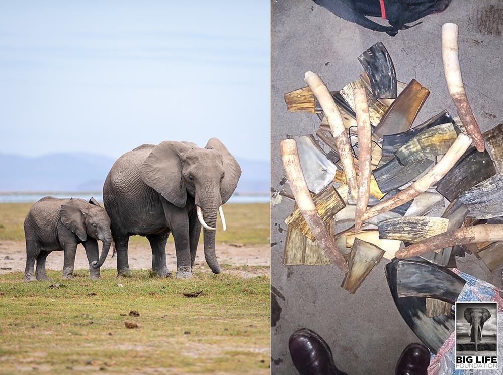 200102 ivory recovered in east africa