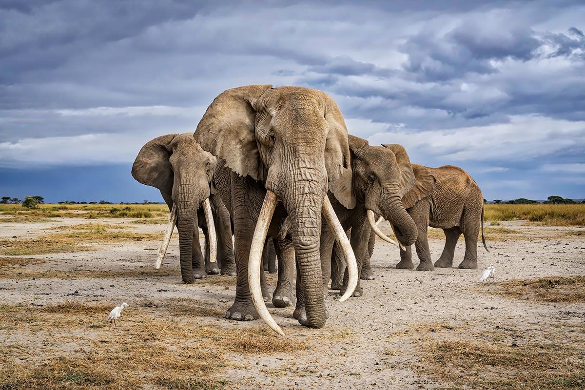 Tim, Kenya's largest elephant dies at Amboseli aged 50 - See