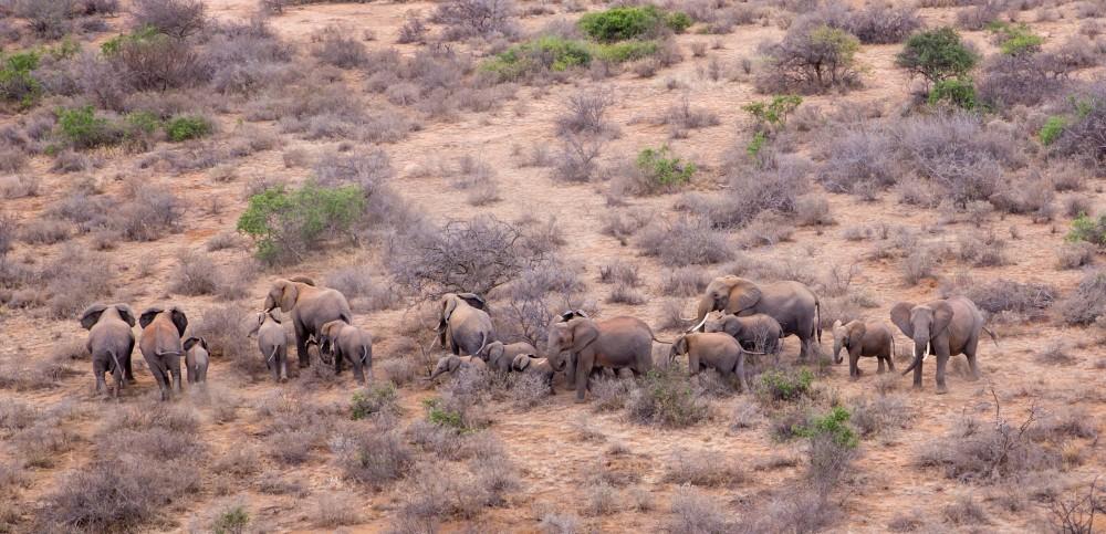 200309 elephant herd on eselengei group ranch