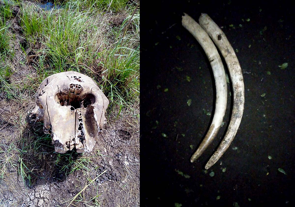 200429 an elephant skull and tusks recovered