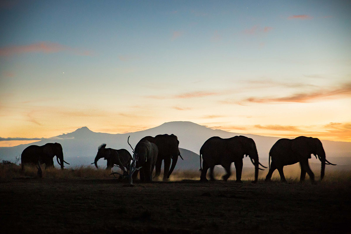 200503 a herd of elephants at dusk in amboseli