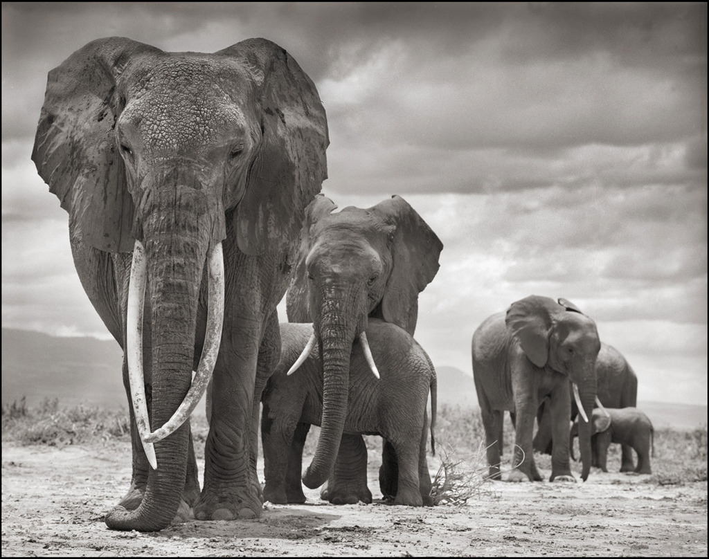 New York Times Africa’s Ivory Driven Elephant Slaughter Continues – a Family Falls
