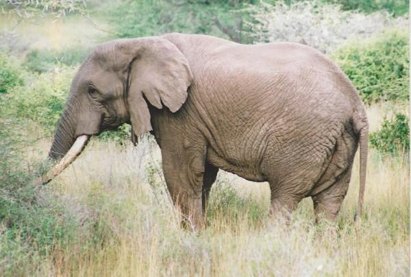 Nat Geo Interview With Richard Bonham About Torn Ear