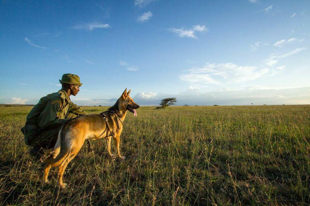National Geographic Article On Big Life's Tracker Dogs