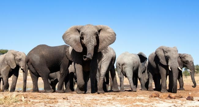 Big Life Foundation - China has banned ivory, but has the African