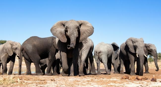 Elephant poaching, Africa Has China’s ivory ban stemmed crisis