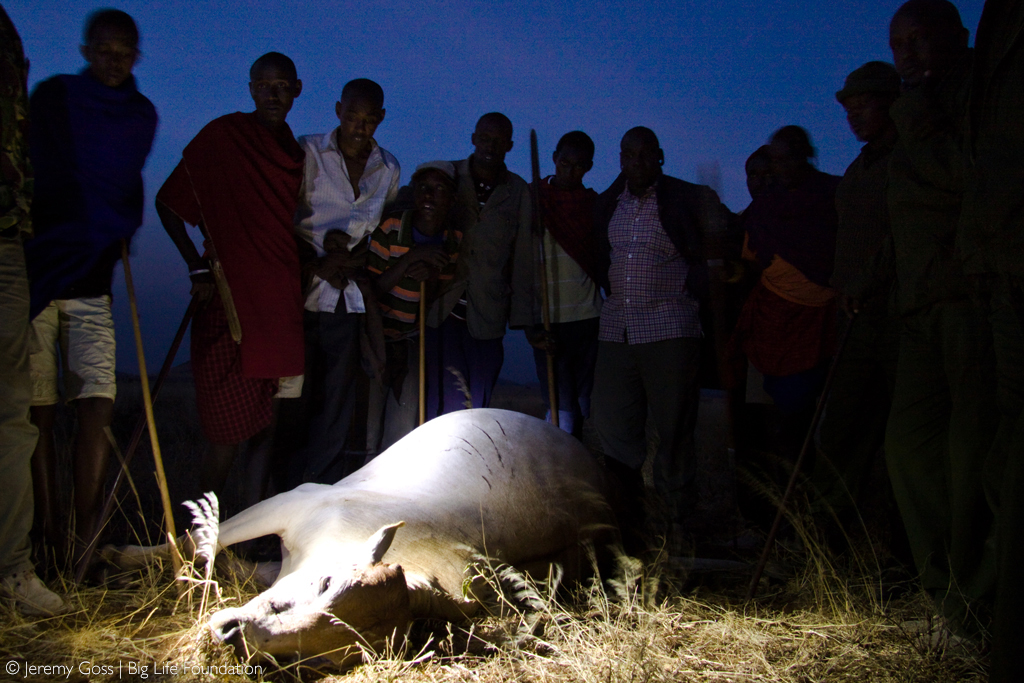 Cow killed by lions - Jeremy Goss Big Life Foundation