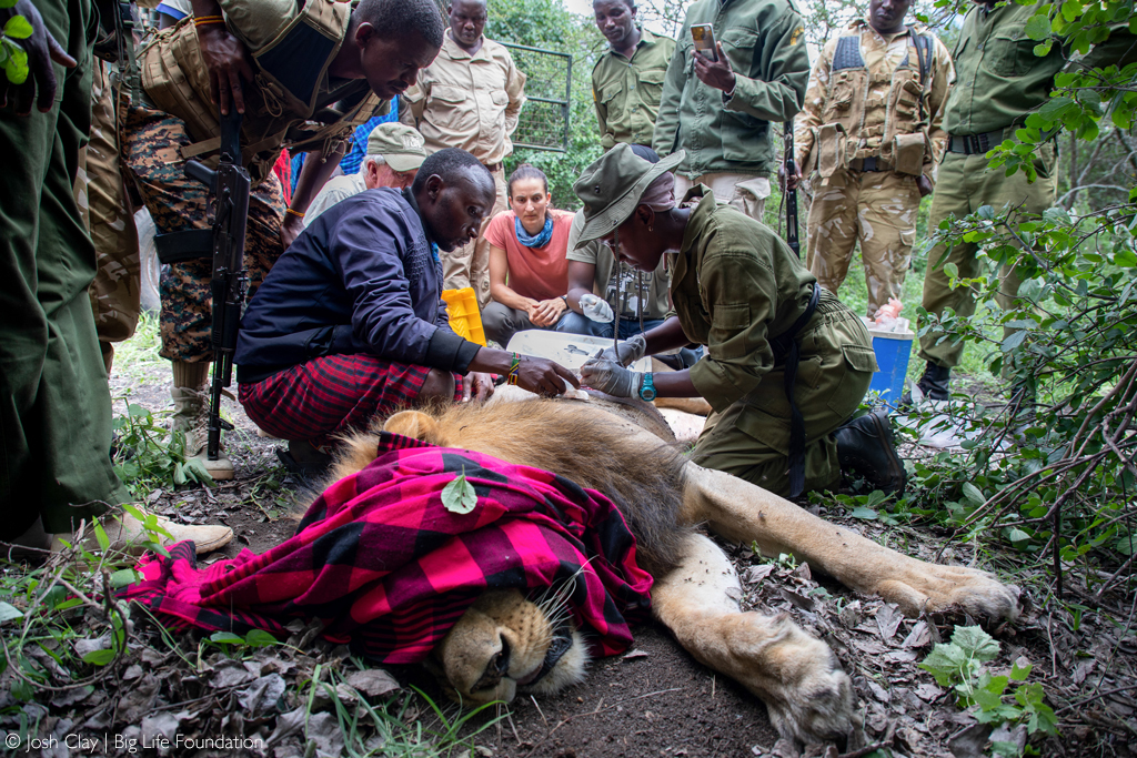 A male lion is treated after being speared while killing a goat (also a separate incident to the six lions killed in this article), but succumbed to the injury.
