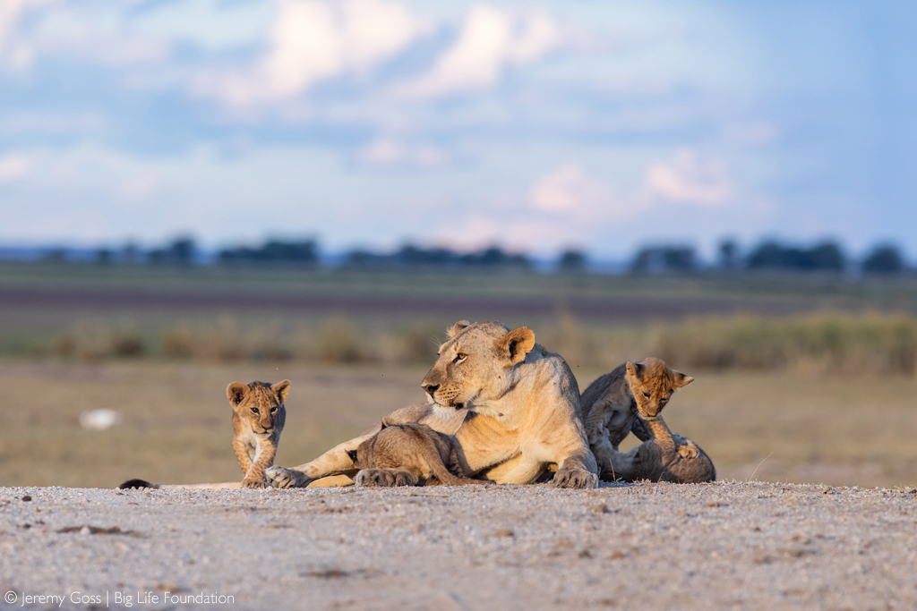 The recovery of the Amboseli lion population is one of the great conservation successes of the modern era, and the sheer number of lions now brings its own set of human-lion co-existence challenges.