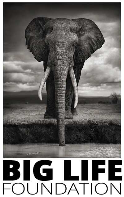 231129 1 photo of igor capture before poaching photo by nick brandt photographer and co founder of big life foundation 655d0bb876246