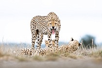 191204 A Cheetah in East Africa