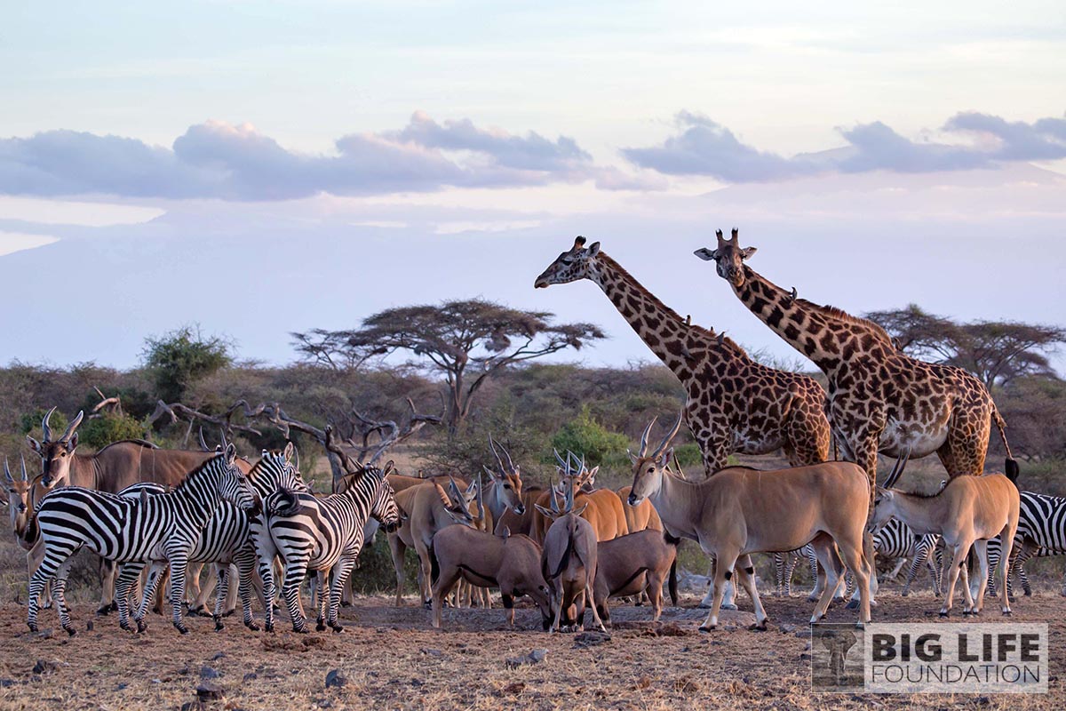 Securing Wildlife Habitat