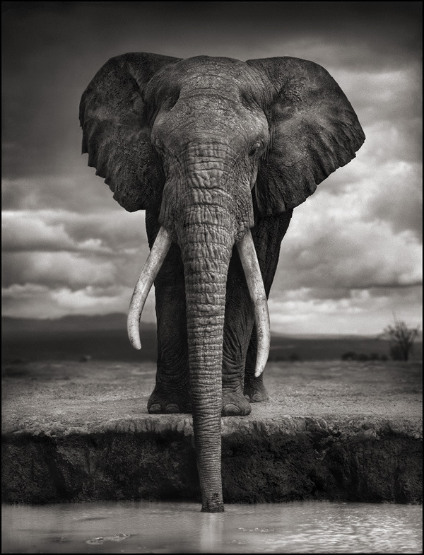 Elephant Drinking, Amboseli 2007. Killed by Poachers, 2009
