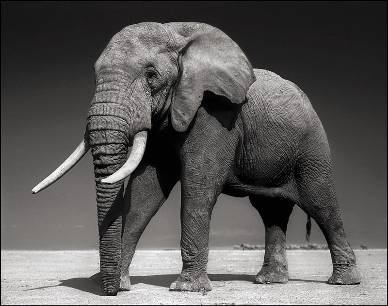 Elephant with Half Ear, Amboseli, July 2010. Killed by Poachers August 2010