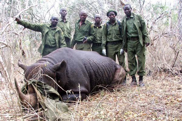 images/who-we-are/timeline/timeline-2013-Rhino-poaching-escalates-Rhino-shot-by-poachers-600w.jpg